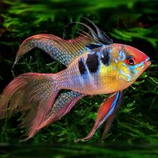 Апистограмма рамирези вуалевая (Apistogramma ramirezi long fin)