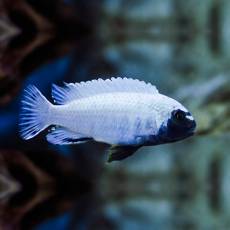Псевдотрофеус Полит (Pseudotropheus polit)