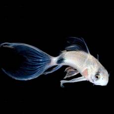 Коридорас панда вуалевый (Corydoras panda longfin)