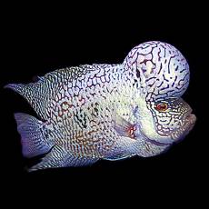 Цихлазома фловер хорн платиновый тигр (Cichlasoma flower horn platinum tiger)