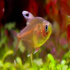 Орнатус белоплавничный (Hyphessobrycon Ornatus)