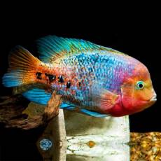 Цихлазома радужная (Cichlasoma synspilum)
