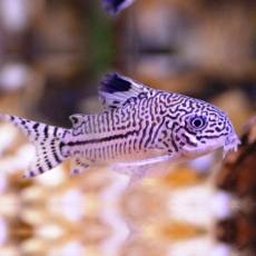 Коридорас нанус (Corydoras nanus)