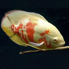 Астронотус оскар альбинос (Astronotus ocellatus albino)