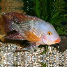 Геофагус бразильский (Geophagus brasiliensis)