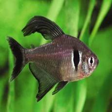 Орнатус черный (Hyphessobrycon megalopterus)