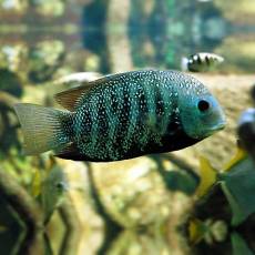 Этроплюс звездчатый (Etroplus suratensis)