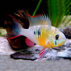 Апистограмма альтиспиноза (Papiliochromis altispinosa)