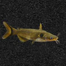 Сом Павлиний глаз (Horabagrus brachysoma)