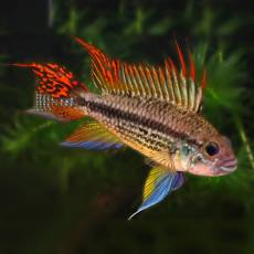 Апистограмма какаду (Apistogramma cacatuoides)