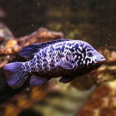 Кубинская цихлазома (Cichlasoma tetracanthus)