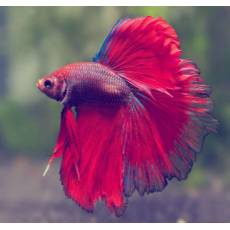 Петушок вуалевый красный-Betta splendens