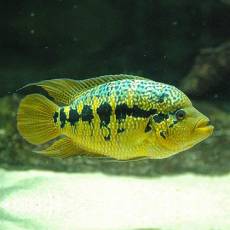 Цихлазома Луазеля (Parachromis loisellei)