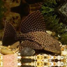 Парчовый птеригоплихт (Pterygoplichthys gibbiceps)