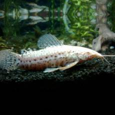Сом Таракатум альбинос (Hoplosternum thoracatum albino)