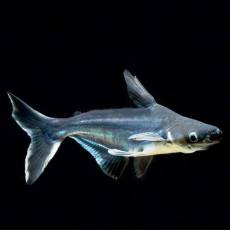 Пангасиус (Pangasius sutchi)