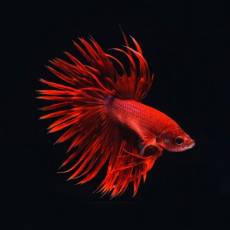 петушок коронохвостый (Betta splendens, Siamese Fighter Crowntail)