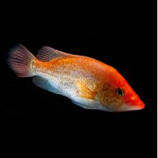 Петения сплендида красная (Petenia Splendida Red)