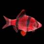 Барбус красный GloFish (Barbus Starfire Red)
