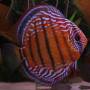 Дискус Красный Аленкер (Discus Red Alenquer)