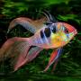 Апистограмма рамирези вуалевая (Apistogramma ramirezi long fin)