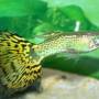 Гуппи зеленая кобра (Poecilia reticulata)