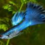 Гуппи Синий Металлик,Москва (Poecilia reticulata Blue Metallic)
