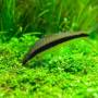 Сиамский водорослеед (Crossocheilus siamensis)