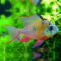 Апистограмма альтиспиноза (Papiliochromis altispinosa)