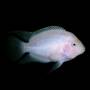 Цихлазома фламинго (Cichlasoma nigrofasciatum albino)
