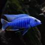 Василек (Sciaenochromis fryeri)