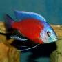 Копадихромис каданго (Copadichromis borleyi kadango)