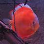 Дискус Сан Мера (Discus San Merah)