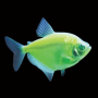 Тернеция зеленая GloFish (Ternetzi Electric Green)