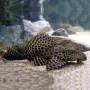 Плекостомус (Hypostomus plecostomus)