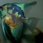 Скалярия пиной Pterophyllum scalare Pinoy