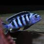 Саулози (Pseudotropheus Saulosi)