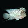 Цихлазома фловер хорн платиновый тигр (Cichlasoma flower horn platinum tiger)