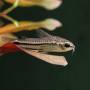 Коридорас пигмей (Corydoras pygmaeus)