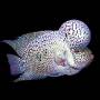 Цихлазома фловер хорн платиновый тигр (Cichlasoma flower horn platinum tiger)