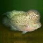 Цихлазома фловер хорн зеленый дракон (Cichlasoma flower horn green dragon)