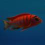 Лабидохромис Хонги ред (Labidochromis Kimpuma red)