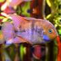 Цихлазома Седжика (Cichlasoma sajica)