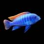 Псевдотрофеус грешаки (Pseudotropheus Greshakei)