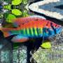 Хаплохромис ниерери (Haplochromis nyererei)
