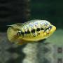 Цихлазома Луазеля (Parachromis loisellei)
