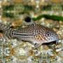 Коридорас трилинеатус (Corydoras trilineatus)