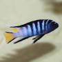 Мпанга (Pseudotropheus elongatus Mpanga)
