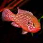 Хромис красавец (Hemichromis lifalili)