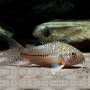 Коридорас Джули (Corydoras trilineatus Julii)